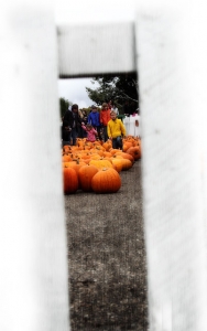 pumpkinpatch