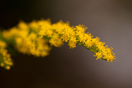 Flower Macro Photography