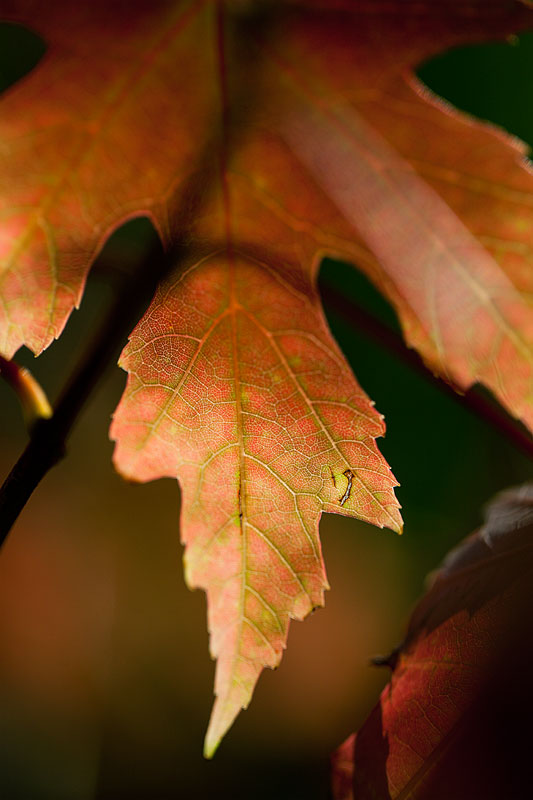 Fall Colors